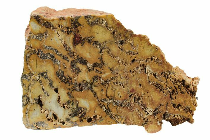 Paleoproterozoic Stromatolite (Eucapsiphora) Section - Australia #239961